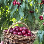 Fresh Hunza Cherries (Gilgit Baltistan)