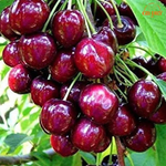Fresh Hunza Cherries (Gilgit Baltistan) - 400 G