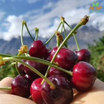 Fresh Hunza Cherries (Gilgit Baltistan) - 400 G