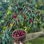 Fresh Hunza Cherries (Gilgit Baltistan)