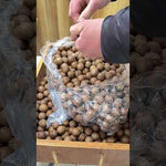 Macadamia Nuts Premium Quality